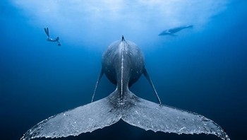 Pemenang pertama kateogri Wide-Angle diraih oleh fotografer Francois Baelen asal Prancis dengan judul foto Gentle Giants. (Foto: Ocean Art Underwater 2018)