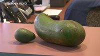 Alpukat Raksasa dari Pohon Usia 78 Tahun Ini Beratnya Hampir 3 Kilogram!