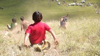 Favorit anak-anak di Easter Island, main perosotan dari atas bukit (iStock)
