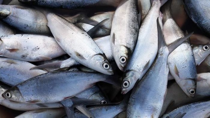 Foto: iStock Foto: iStock
