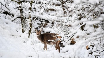 Penampakan rusa di hamparan salju di Glen Etive, Skotlandia. (Foto: Jeff J Mitchell/Getty Images)