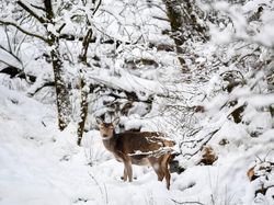 Indahnya Alam Bernuansa Salju, Seperti Wallpaper Komputer!