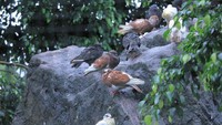 Para pengunjung hanya dapat melihat dari luar kandang saja dan tidak dapat berinteraksi langsung. Banyak burung merpati di sini (Wisma Putra/detikTravel)