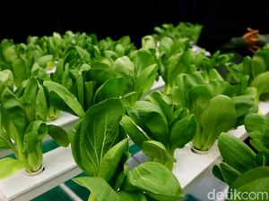 Tanaman Hidroponik Mejeng di Green Festival 2019