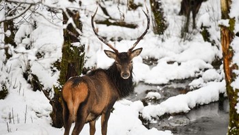 Masih berlatar hamparan salju di Glen Etive, Skotlandia, dengan sosok rusa yang tampak jantan banget. (Foto: Jeff J Mitchell/Getty Images)