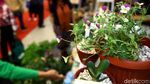 Tanaman Hidroponik Mejeng di Green Festival 2019 Tanaman Hidroponik Mejeng di Green Festival 2019