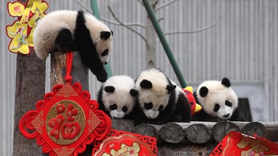 Aksi Menggemaskan Panda di China Sambut Imlek