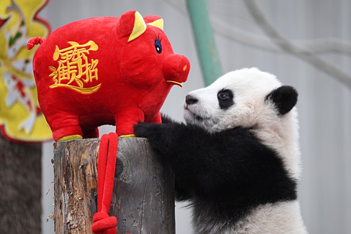 Segera! China Bakal Bangun Taman Nasional Panda
