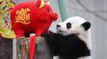 Aksi Menggemaskan Panda di China Sambut Imlek