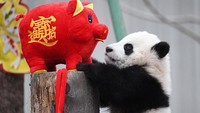 Seekor panda bermain dengan boneka babi yang dipersiapkan untuk menyambut tahun baru Imlek dengan shio babi tanah. China Daily via Reuters.