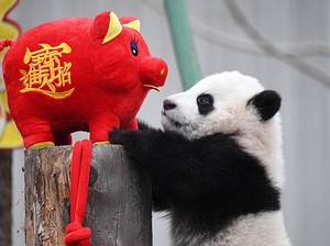Segera! China Bakal Bangun Taman Nasional Panda