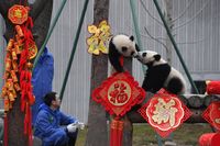 Panda di Chengdu, China (Reuters)