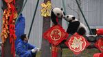 Aksi Menggemaskan Panda di China Sambut Imlek