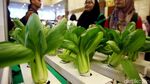 Tanaman Hidroponik Mejeng di Green Festival 2019 Tanaman Hidroponik Mejeng di Green Festival 2019