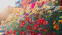 The Garden of Morning Calm memperlihatkan keindahan asli Korea melalui alam. Ada berbagai taman bertema unik, termasuk hutan pinus yang rimbun(iStock)
