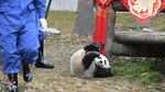 Aksi Menggemaskan Panda di China Sambut Imlek