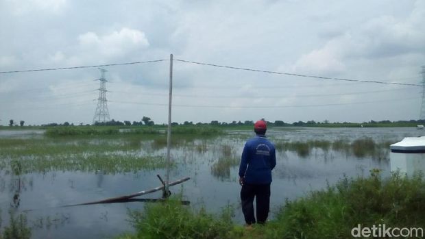 Ratusan Hektare Sawah di Kudus Terancam Puso Akibat Banjir