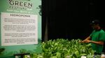 Tanaman Hidroponik Mejeng di Green Festival 2019