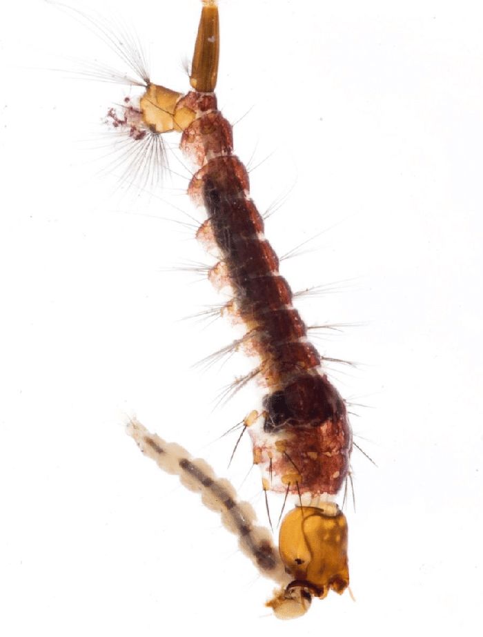 Potret Nyamuk Gajah yang Bisa Jadi Sahabat Manusia ...