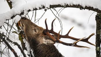 Salju bertumpuk di dahan pohon yang sedang digapai si rusa, memunculkan situasi artistik. (Foto: Jeff J Mitchell/Getty Images)