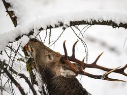 Indahnya Alam Bernuansa Salju, Seperti Wallpaper Komputer!