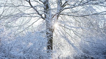 Sinar matahari menyeruak di antara ranting pohon yang berhiaskan salju dan es, berlokasi dekat Biggin Hill Airport. (Foto: Dan Kitwood/Getty Images)