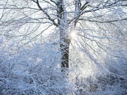 Indahnya Alam Bernuansa Salju, Seperti Wallpaper Komputer!