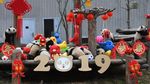 Aksi Menggemaskan Panda di China Sambut Imlek