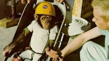 Ham lahir di Kamerun, Afrika, pada 1957 yang kemudian dibeli oleh Angkatan Udara Amerika Serikat dua tahun setelahnya. Foto: NASA