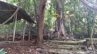 Inilah Hutan Pulo Majeti, berada di Dusun Siluman, Kelurahan Purwaharja, Kecamatan Purwaharja, Kota Banjar. Lokasinya dikelilingi area persawahan yang dulu merupakan sebuah rawa (Dadang/detikTravel)