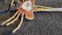 Dalam cerita facehugger menyerang mangsanya untuk menanam embrio alien lewat mulut. (Foto: jaredisgray.com)