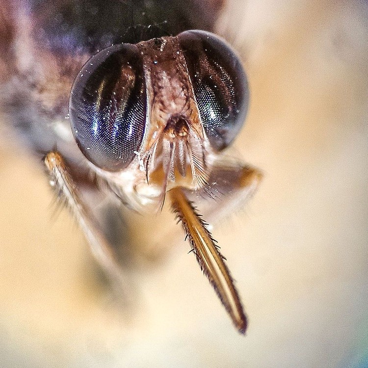 Lalat tsetse (Glossina) lalat tsetse