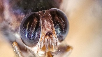 Bahaya dari Lalat Tsetse adalah parasit protozoa yang disebarkannya yang disebut trypanosomes. Patogen mikroskopis ini adalah agen penyebab penyakit tidur Afrika, penyakit yang ditandai dengan gejala neurologis dan meningoensefalitis termasuk perubahan perilaku dan koordinasi yang buruk, serta gangguan pada siklus tidur. Jika tidak diobati, dapat menyebabkan kematian. Foto: Wikimedia Common/Alan R Walker