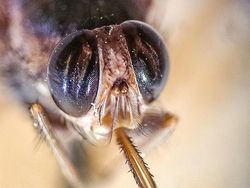 9 Hewan Paling Berbahaya di Dunia