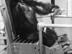 Ham, Pendahulu Yuri Gagarin dan Neil Armstrong di Luar Angkasa