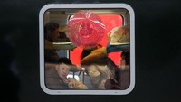 Momen liburan itu pun tak hanya menjadi kesempatan warga untuk mudik, sejumlah turis pun memanfaatkan momen libur tahun baru Imlek untuk menikmati kemeriahan menyambut tahun babi tanah tersebut. Thomas Peter/Reuters.