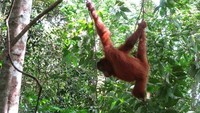Melihat orangutan asli Sumatera, cobalah ke TN Gunung Leuser. Di sana, ada Bukit Lawang yang seru untuk dijelajahi (Saiful Azhar/dTraveler)