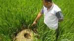 Heboh, Penemuan Benda Kuno Peninggalan Majapahit di Trenggalek