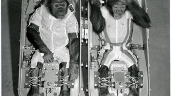 Ia merupakan satu dari 40 simpanse yang menjadi kandidat untuk mengikuti misi tersebut. Foto: NASA