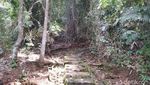 Potret Hutan di Banjar yang Lekat Nuansa Mistis