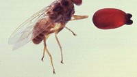 Perbandingan pupa dan lalat tsetse dewasa. (Foto: Wikimedia Common/Acarologiste)