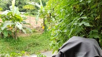 Kembali ke kopi. Selamat sore, tulisnya. Kali ini ia menikmati secangkir kopi hangat dengan singkong dan pisang rebus.  Foto: Twitter Rocky Gerung