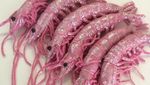 Gemas! Siapa Sangka Aneka Seafood Ini Terbuat dari Benang Wol dan Payet