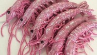 Udang berwarna merah muda ini tampak seperti aslinya. Tapi lebih imut! Foto: kjcardigan