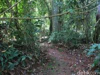 Kisah Mistis dari Hutan Pulo Majeti di Banjar