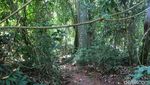 Potret Hutan di Banjar yang Lekat Nuansa Mistis