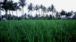 Potret Kehidupan Perantau Digital Asing di Bali