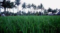Ubud dikelilingi oleh ladang hijau yang menenangkan. Di antara pura dan wisatawan, ada kelompok profesional, kebanyakan dari mereka masih muda dan berasal dari Barat (BBC Capital)
