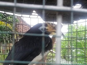 Pelihara Merak hingga Rangkong, Pak Ketut Ditangkap Polisi