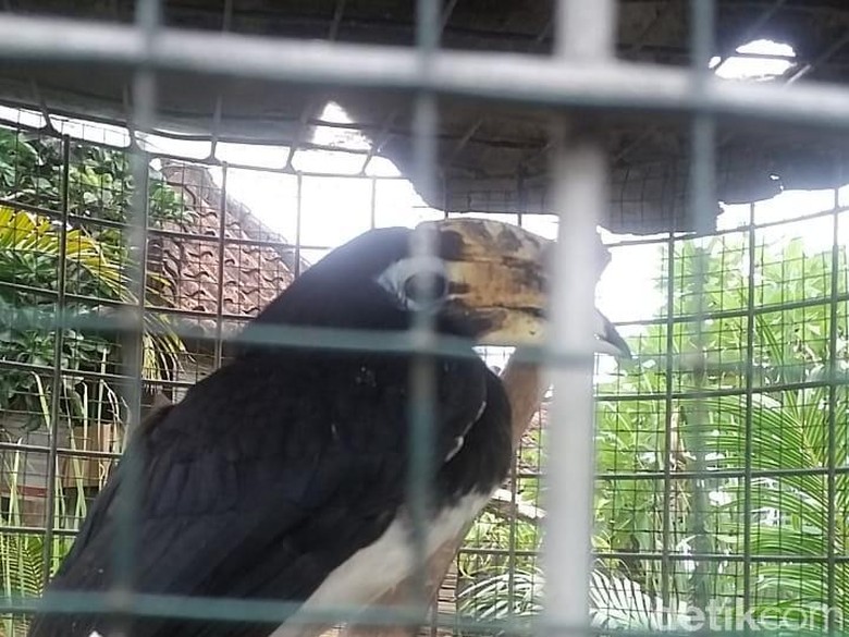 57 Gambar Burung Elang Merak Gratis Terbaru